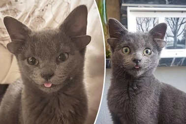 Chú mèo bốn tai gây sốt mạng xã hội