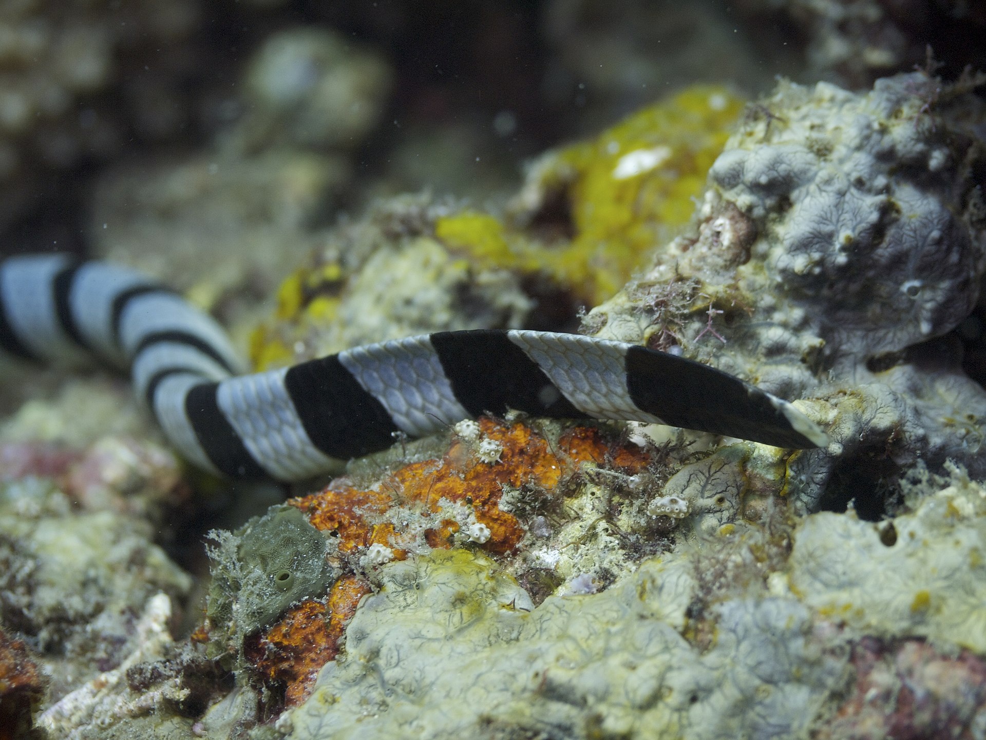 Phần đuôi giống mái chèo của rắn biển mép vàng (Ảnh: Getty).