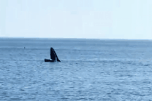 Cá voi tiếp tục xuất hiện ở vùng biển Phú Yên
