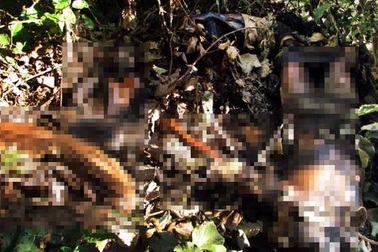 Nửa đêm đào mộ cha mẹ lấy xương cốt, biết lý do ai cũng căm phẫn