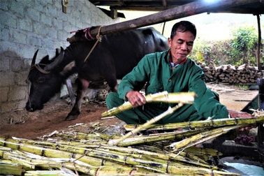 Độc đáo "trâu tập thể dục" làm mật mía, dân thu tiền mỏi tay