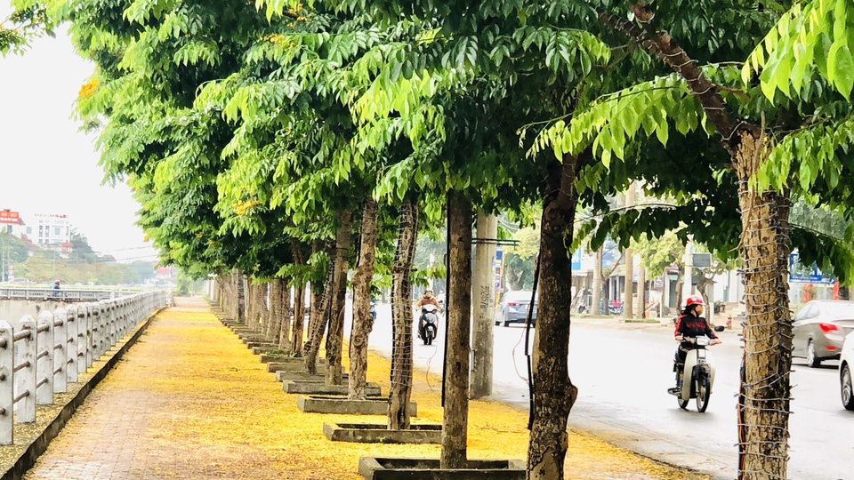 Mùa hoa Giáng Hương rực rỡ thành Vinh - 7 Mùa hoa Giáng Hương rực rỡ thành Vinh - 7