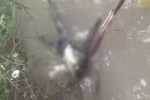 Phát hiện thi thể người không có đầu trôi trên sông