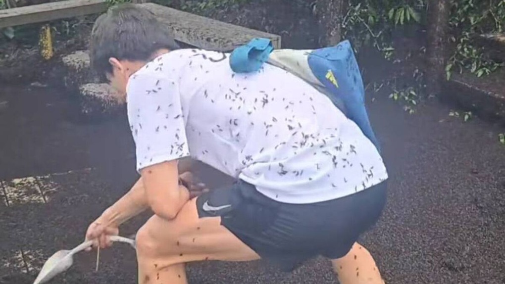 Hàn Quốc đau đầu xử lý “bọ tình yêu” - 1 Hàn Quốc đau đầu xử lý “bọ tình yêu”
