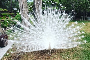 Chim đột biến gen 100 triệu đồng: Nữ công nhân vay tiền mua về ngắm chơi