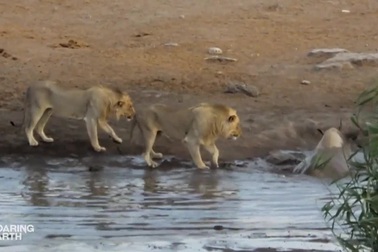Bầy sư tử đói đánh liều mon men quây bắt tê giác sa lầy và cái kết