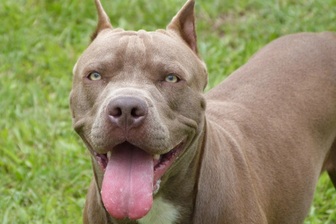 Cụ ông 81 tuổi bị 7 con pitbull cắn nguy kịch, chủ bầy chó nộp đơn kêu oan