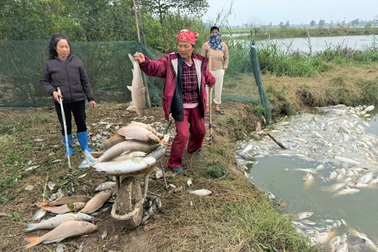 25 tấn cá bỗng nhiên nổi chết trắng ao, một hộ dân thiệt hại cả tỷ đồng