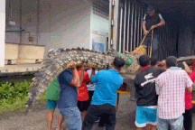 Dân làng vật lộn để bắt cá sấu "khủng" dài hơn 4m, nặng gần nửa tấn