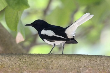 Hành khách mất chim quý trị giá gần 250 triệu đồng trên máy bay