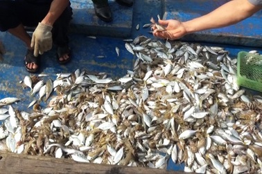 Cá chết dạt vào bờ biển Quảng Trị: Không phát hiện độc tố vượt ngưỡng