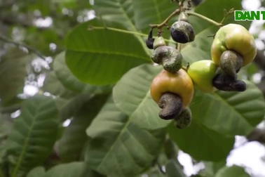 Quá trình xử lý hạt điều thành loại thực phẩm có giá đắt đỏ