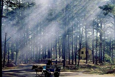 Sợ tai nạn, dân Đà Lạt ồ ạt xin chặt thông