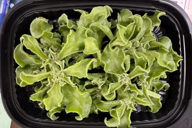 Trường đại học Việt Nam trồng loại rau giá 7 triệu đồng/kg