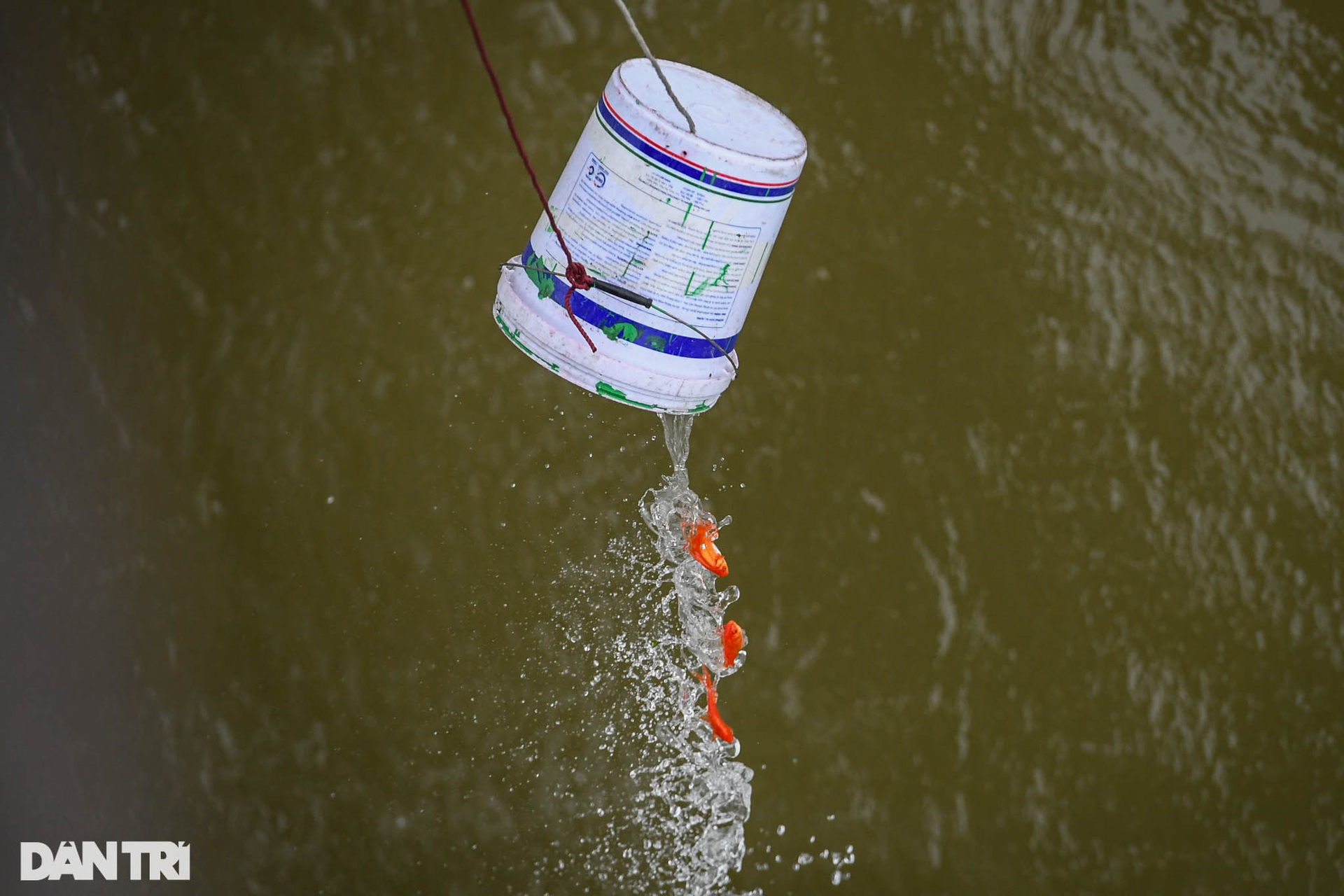 Hà Nội: Ngựa của ông Táo chưa kịp về trời đã ngửa bụng sau khi xuống nước - 1