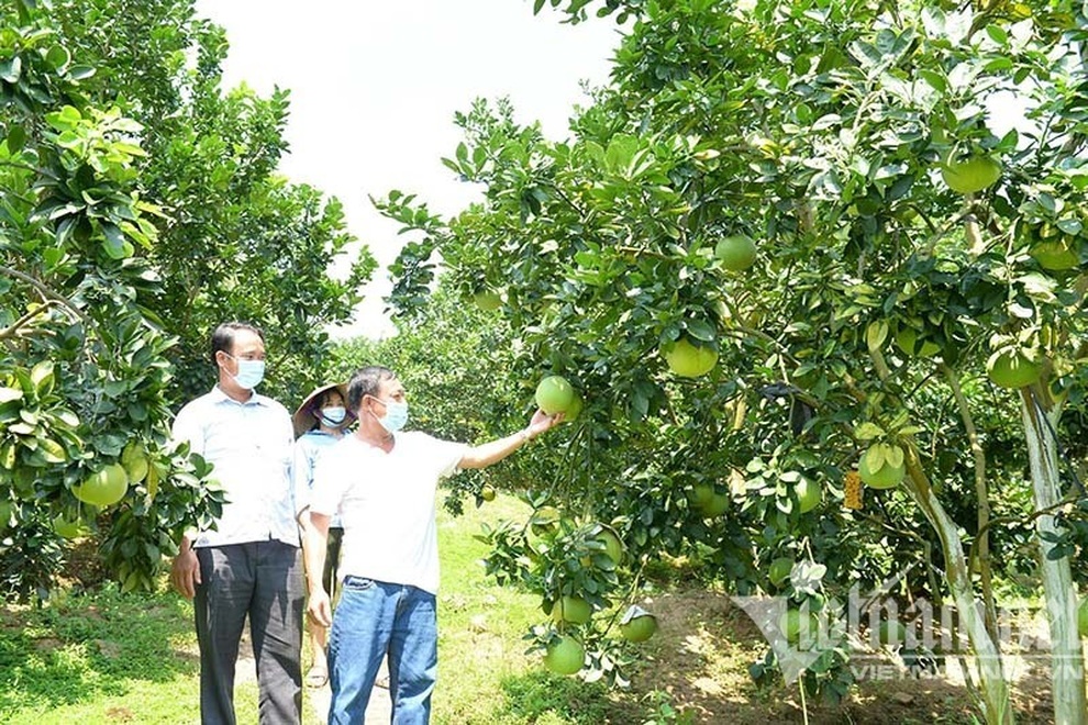 Trên những quả đồi vàng rực, đại gia đổ về, dân thu 2.300 tỷ đồng - 2 Trên những quả đồi vàng rực, đại gia đổ về, dân thu 2.300 tỷ đồng - 2