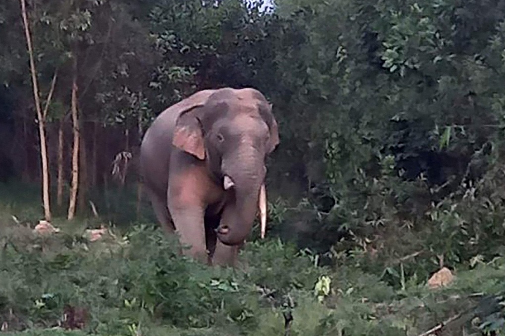 Dong Nai researches opening tours to see wild elephants - 1 Đồng Nai nghiên cứu mở tour xem voi hoang dã - 1