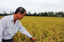 Mô hình cánh đồng lúa - tôm sạch: Cơ hội làm giàu ở vùng nhiễm mặn