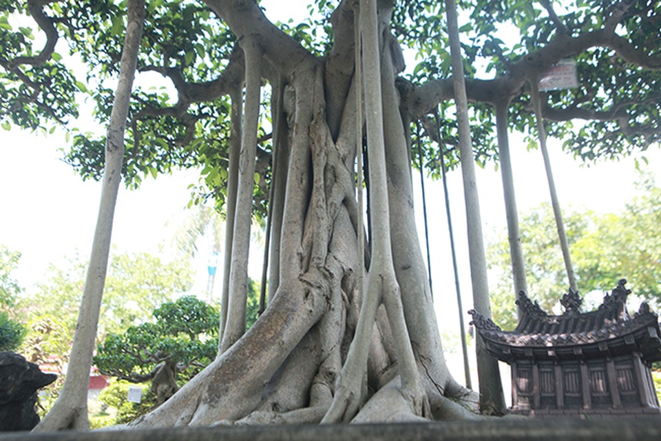 Chiêm ngưỡng “chùa Đồng” dưới bóng cây sanh tiền tỷ - 4 Chiêm ngưỡng “chùa Đồng” dưới bóng cây sanh tiền tỷ - 4