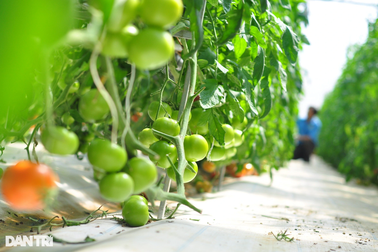 Giá cà chua cao kỷ lục, nông dân bất ngờ lãi 400 triệu đồng sau một đêm