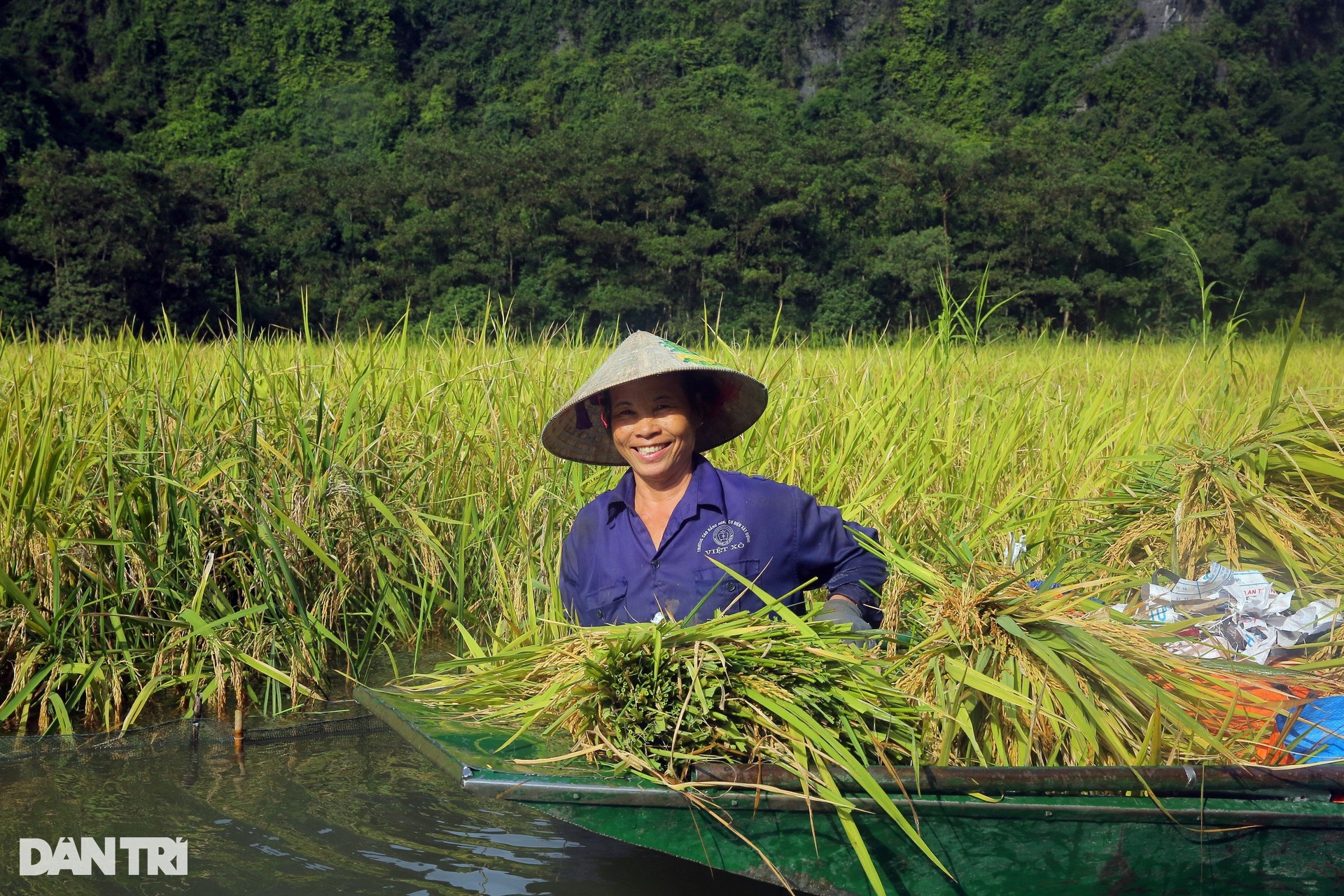 Nông dân ngâm mình gặt lúa ở cánh đồng đẹp nức tiếng Việt Nam - 3