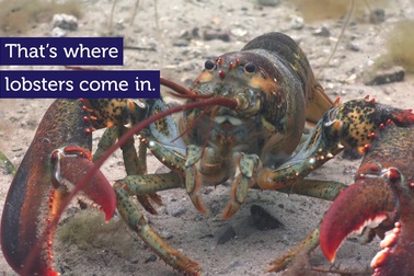 Tiến sỹ người Việt lấy cảm hứng từ tôm hùm phát triển công nghệ in 3D trong xây dựng