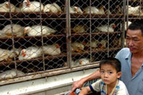 Bắc Giang công bố dịch cúm gia cầm tại 3 xã