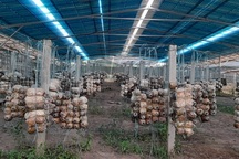 "Trá hình" làm dự án điện mặt trời mái nhà: Quản lý có vấn đề?