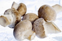 Có nên bảo quản nấm bằng cách đông lạnh?