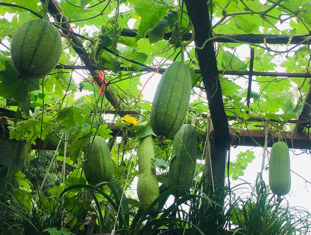 Khu vườn giao mùa toàn trái khủng của bà giáo về hưu ở Hà Nội - 5 Khu vườn giao mùa toàn trái khủng của bà giáo về hưu ở Hà Nội - 5