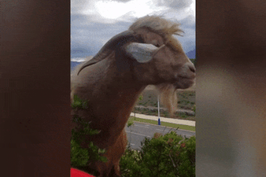 Bật cười với cuộc đối thoại phi ngôn ngữ giữa bác nông dân và... con dê