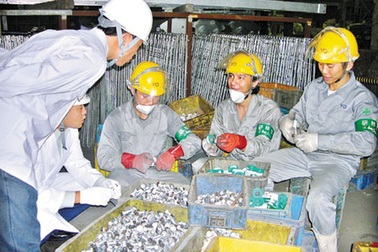 Đà Nẵng: Gần 1.100 chỗ làm cho lao động EPS