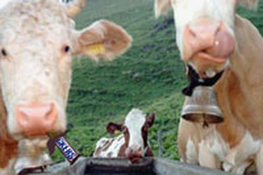 Chocolate thành món ăn dành cho… bò! 