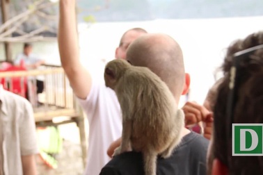 Du khách thích thú vui đùa với khỉ trên đảo Cát Dứa