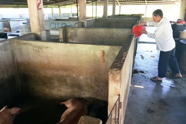 Thừa Thiên Huế: Heo không vào lò mổ tập trung vẫn có dấu thú y?