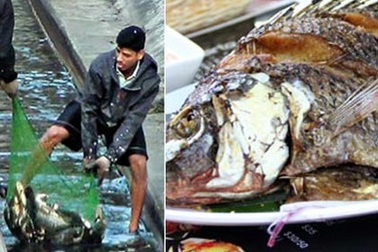 Nhà hàng phục vụ món cá được bắt từ cống nước thải