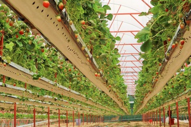 Kiếm bạc tỷ nhờ vườn dâu tây “lơ lửng” sai trĩu quả