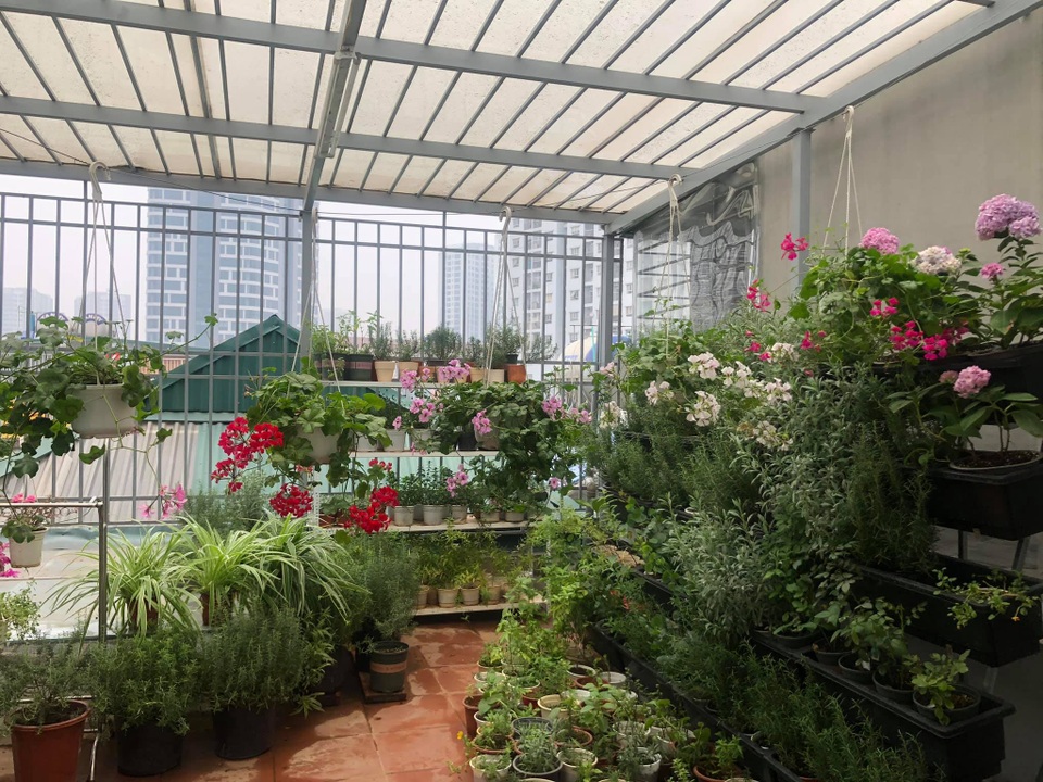 Khu vườn trăm loài thảo mộc xanh tốt trên sân thượng của mẹ đảm Hà thành - 1 Khu vườn trăm loài thảo mộc xanh tốt trên sân thượng của mẹ đảm Hà thành - 1