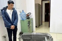 Từ vụ án gà lôi trắng: Áp dụng pháp luật sao cho đúng?