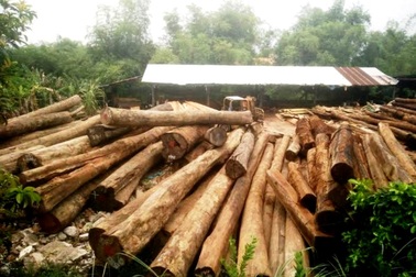 Xưởng cưa, bãi củi “ép sát” trường mầm non