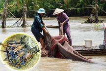 Nghề đóng đáy cược mạng sống kiếm cơm gạo qua ngày