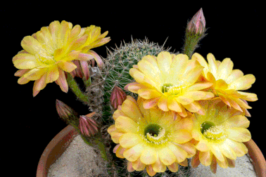 Cận cảnh hoa xương rồng nở hoa kỳ diệu