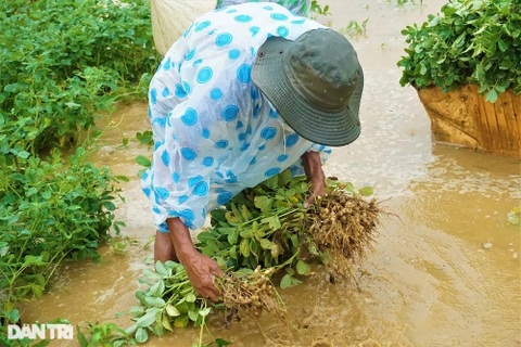 Nông dân gạt nước mắt đội mưa vớt nông sản