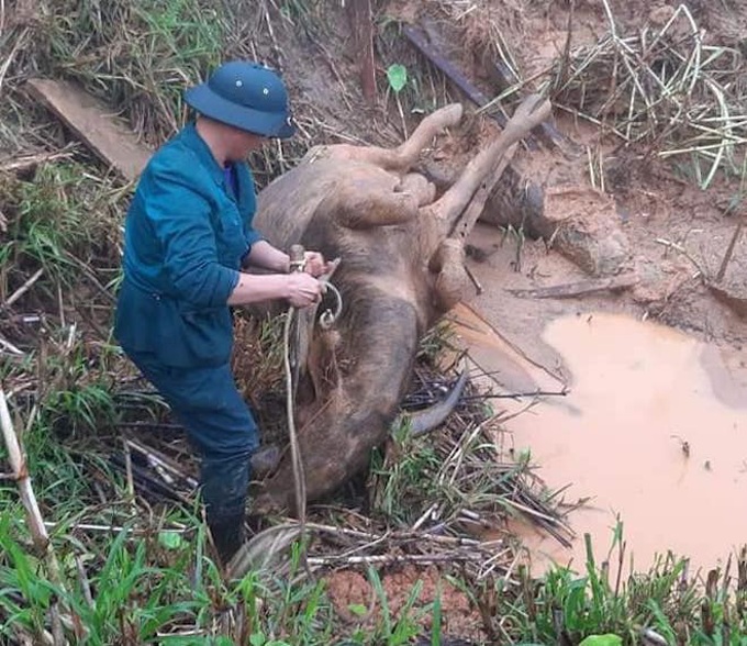 Cơn bão số 5: Sạt lở đất sau bão vùi lấp đàn trâu 8 con ở Nghệ An - Ảnh 7.