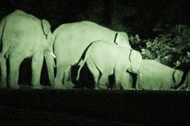 3 cá thể voi hoang dã về phá hoa màu của dân