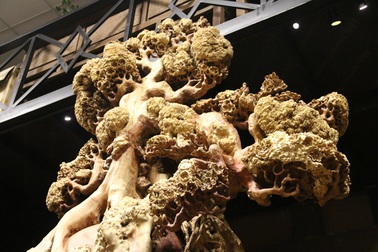 Siêu phẩm “mai cổ” từ gỗ nu quý hiếm giá bạc tỷ của dân chơi Hà Nội