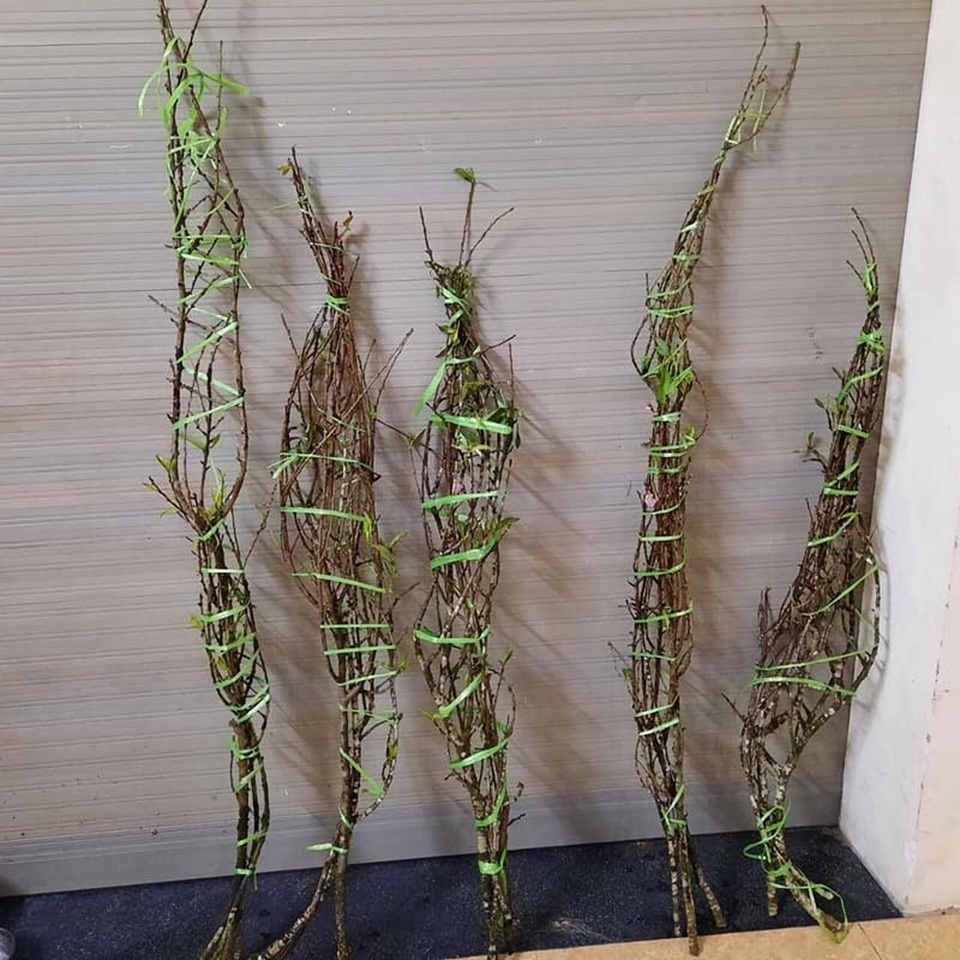 Năm nay rất lạ: Đào rừng nở giữa thu, Hà thành tới tấp đặt mua - 2 Năm nay rất lạ: Đào rừng nở giữa thu, Hà thành tới tấp đặt mua - 2
