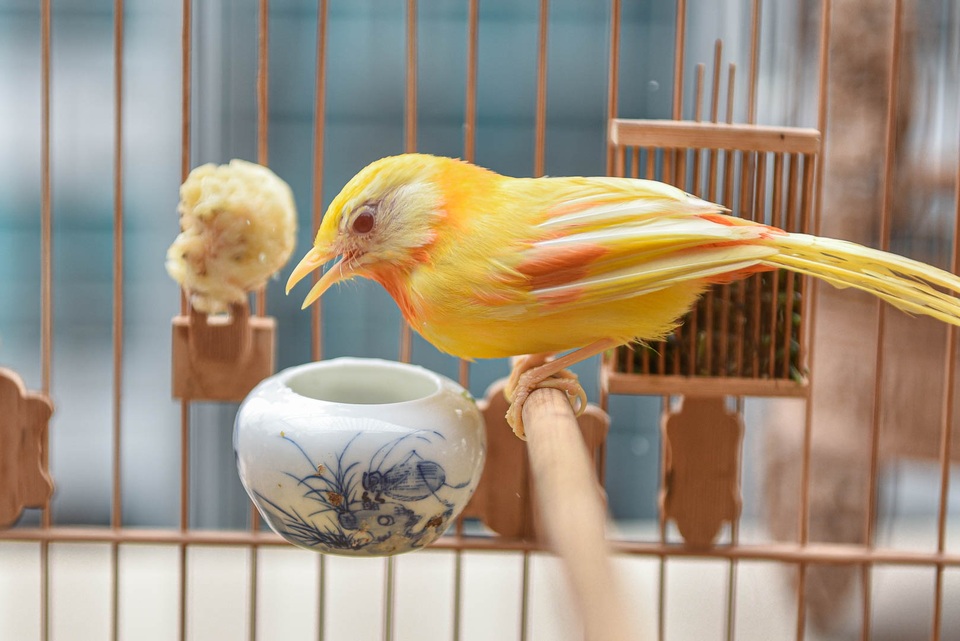 Tay cầm tiền tỷ, đại gia cũng không mua nổi chim ngũ sắc độc nhất Việt Nam - 2