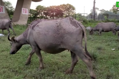 Lão nông loay hoay với đàn trâu trăm con trước lệnh cấm