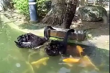 Sự sẻ chia giữa thiên nga đen và bầy cá chép